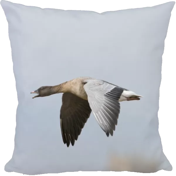 Pink-footed Goose Anser brachyrhynchus calling North Norfolk winter