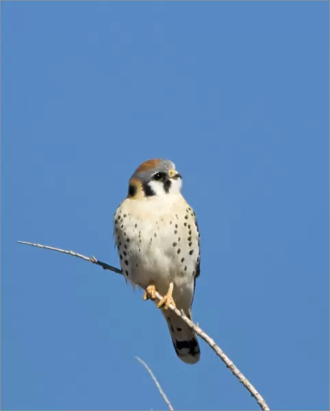 American Kestrel Falco sparverius male Bosque del Apache New Mexico USA January