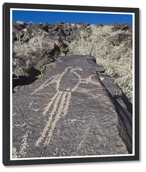 Macaw Petroglyph at Petroglyph National Monument Albuqurque New Mexico USA