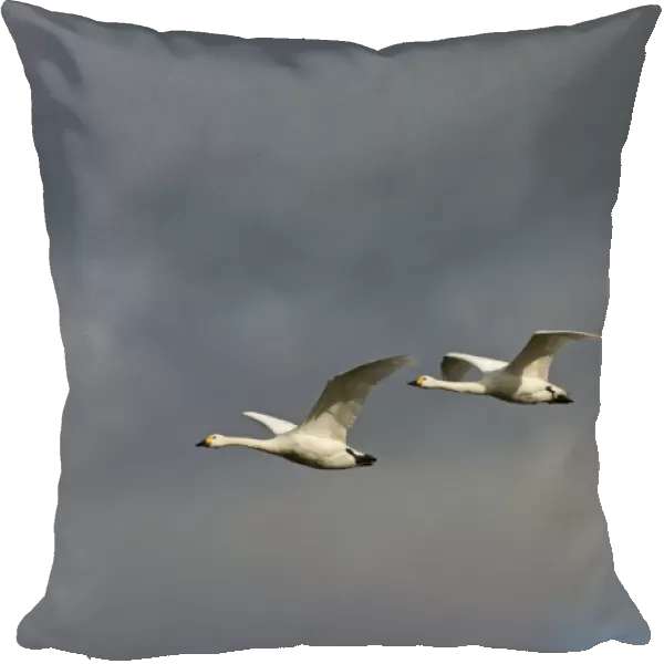 Bewicks Swans Cygnus columbianus against stormy sky Slimbridge Glos UK February