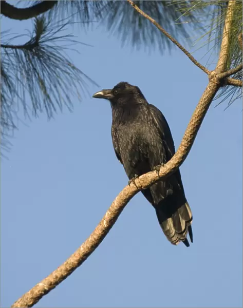 American Crow Corvus brachyrhynchos San Diego California USA