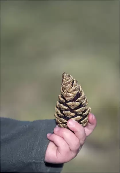 Young girl with pine cone Norfolk April
