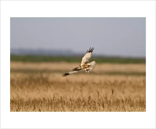 Marsh Harrier Circus aeruginosus male dropping down into nest with nest material