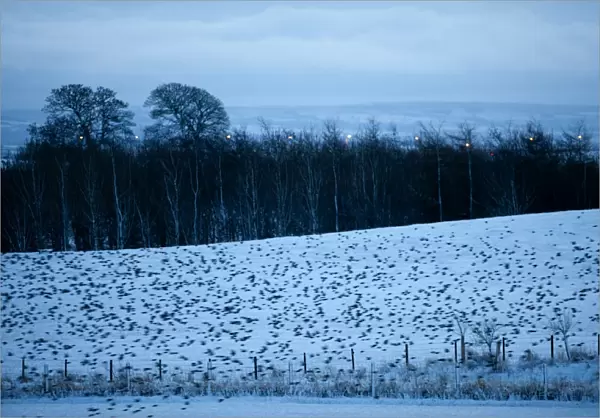 Starlings Sturnus vulgarus arriving at roost Gretna Dumfries & Galloway Scotland December