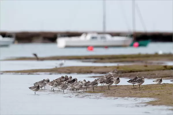 Bar-tailed Godwits Limosa lapponicus roosting at high tide Burnham Overy Staithe