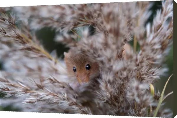 Harvest Mouse Microminys minutus Norfolk UK autumn