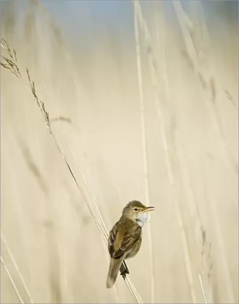 Reed Warbler in song in reed bed in Norfolk Broads spring