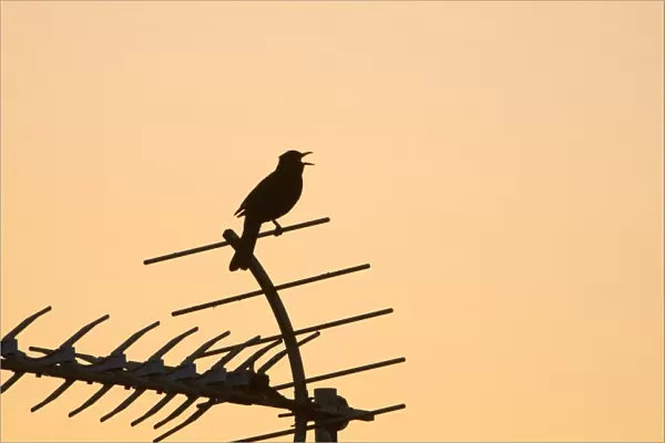 Blackbird Turdus merula in song at dawn in centre of town Holt Norfolk May