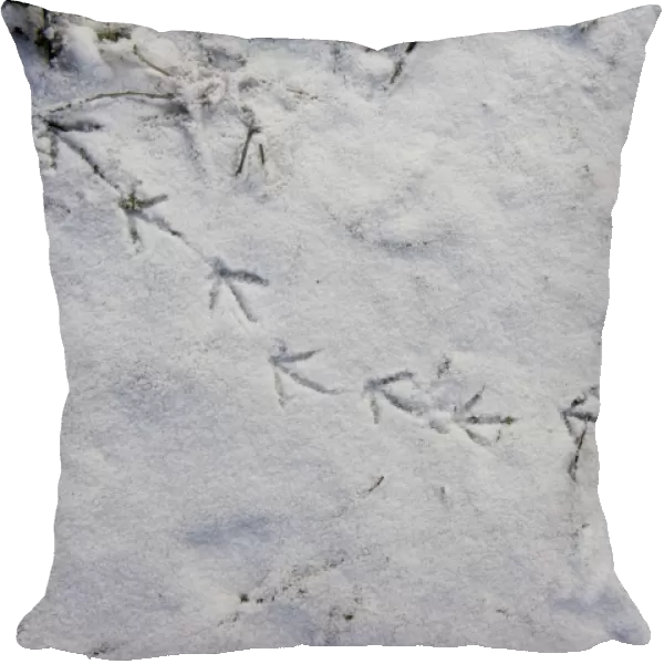 Moorhen foot prints in snow on banks of River Yare at Ferry Lane Wood Postwick Norfolk