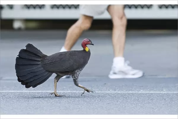 Australian Brush Turkey Alectura lathami striding along street in Noosa Queensland