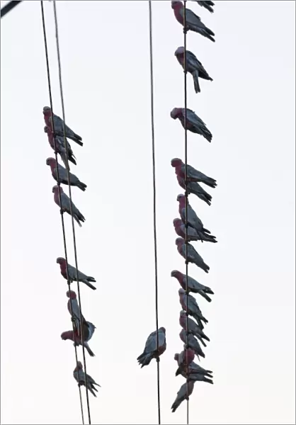 Galahs Cacatua rosiecapilla flock gathering before going to roost on edge of town
