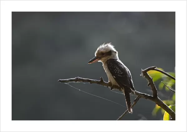 Laughing Kookaburra Dacelo novaguinea Queensland Australia