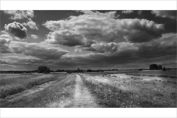 Path along edge of Lakenheath RSPB Reserve Suffolk in summer