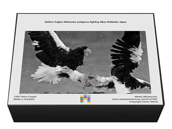 Stellers Eagles Haliaeetus pelagicus fighting Akan Hokkaido Japan