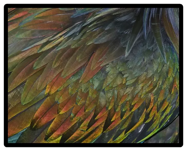 Feather detail of Nicobar Pigeon (Caloenas nicobarica)