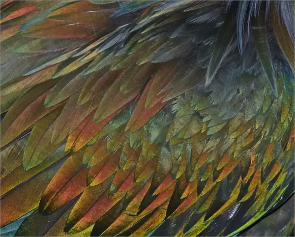 Feather detail of Nicobar Pigeon (Caloenas nicobarica)