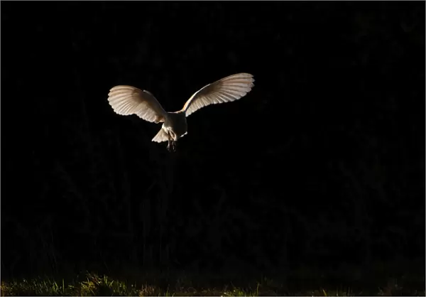 Barn Owl Tyto alba Norfolk late winter