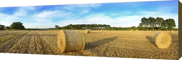 Hay bales in field on a summers evening near Westleton Suffolk