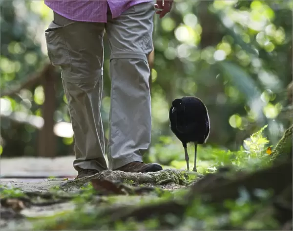 Grey-winged Trumpeter Psophia crepitans tame bird walking through forest with person