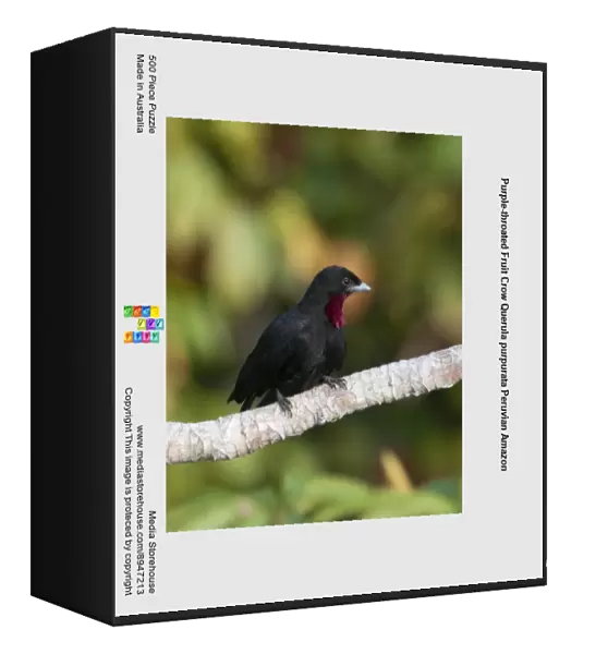 Purple-throated Fruit Crow Querula purpurata Peruvian Amazon