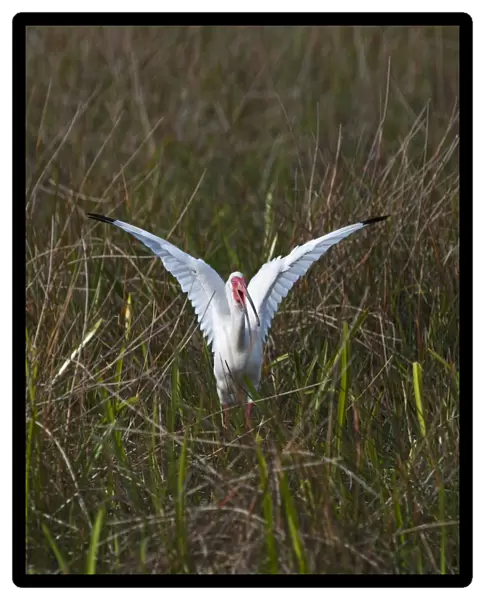American White Ibis Eudocimus albus Anhinga Trail Florida USA