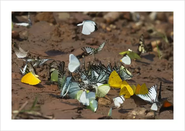 Butterflies on banks of river at Tambopata attracted to salts Peruvian Amazon