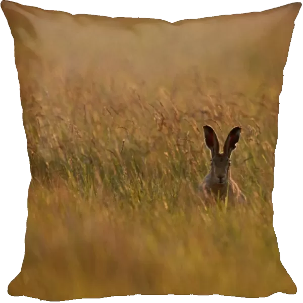 Brown (European) Hare Lepus europaeus Norfolk May