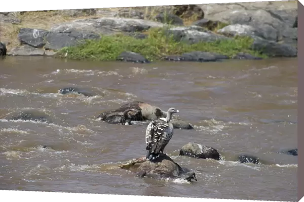 Ruppells Griffon Vulture Gyps rueppellil feeding on Wildebeest carcasses in Mara River