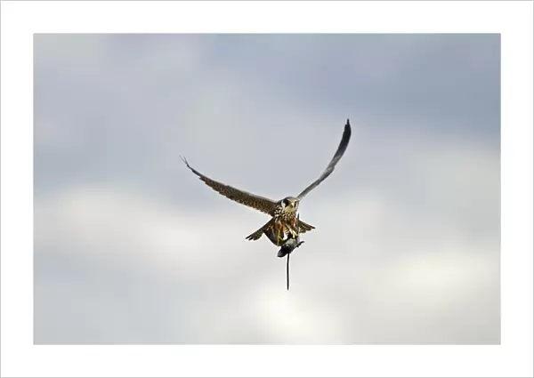 Hobby Falco subbuteo with Swift Apus apus caught over reedbed Norfolk May