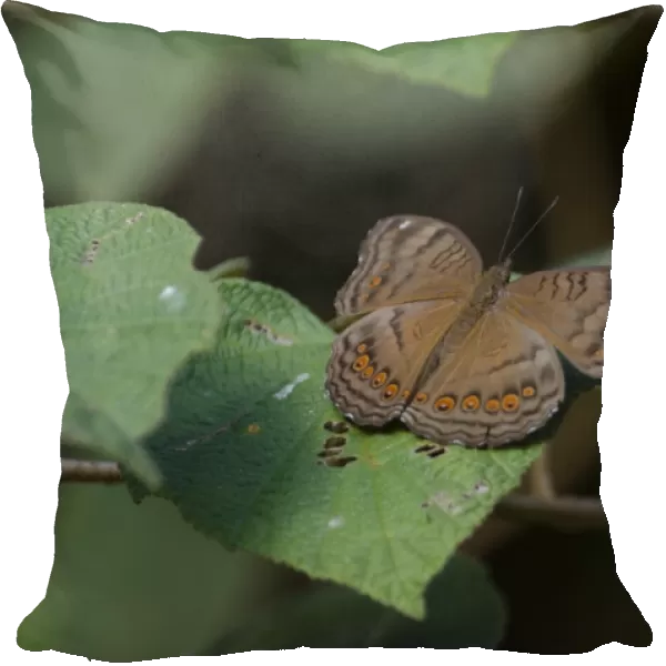 Butterfly sp. Varirata NP Papua New Guinea