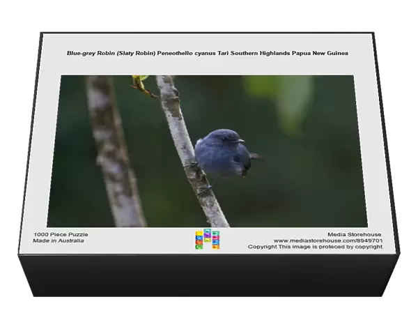 Blue-grey Robin (Slaty Robin) Peneothello cyanus Tari Southern Highlands Papua New Guinea