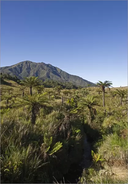 Alpine grassland and Cycads at 9000 ft at Tari Gap in Southern Highlands Papua New Guinea