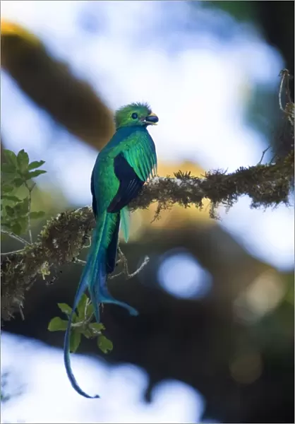 Resplendent Quetzal Pharomachrus mocinno with wild avocado Central Highlands Costa Rica