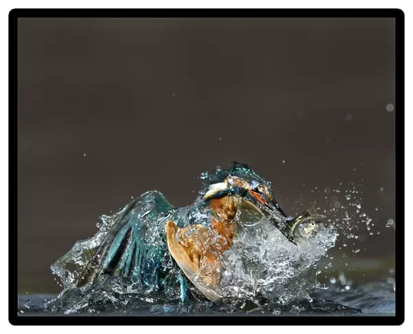 common kingfisher kingfisher alcedo atthis fish