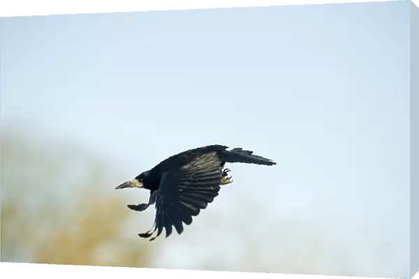 Rook Corvus frugilegus Norfolk spring