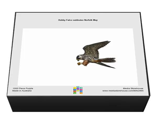 Hobby Falco subbuteo Norfolk May