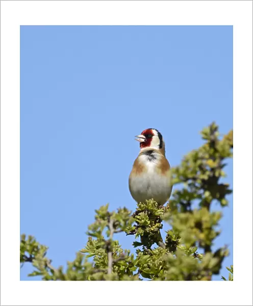 Goldfinch Carduelis carduelis in song Cley Norfolk May