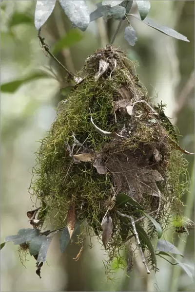 White-browed Scrubwren (Sericornis frontalis) nest, hanging in tree, Lamington N. P. Queensland, Australia, October