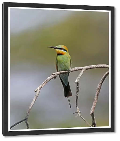 Rainbow Bee-eater (Merops ornatus) adult, perched on branch, Cairns, Queensland, Australia, October