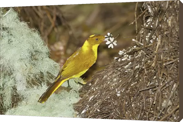 Golden Bowerbird (Prionodura newtoniana) adult male, decorating bower structure with flower for courtship display