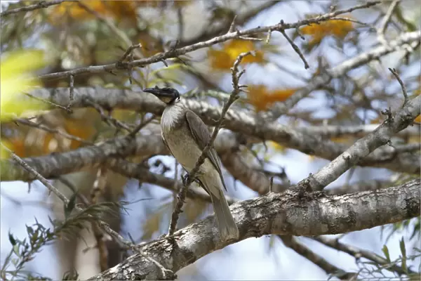 Noisy Friarbird (Philemon corniculatus) adult, perched on Honey Grevillea (Grevillea eriostachya) twig, Queensland