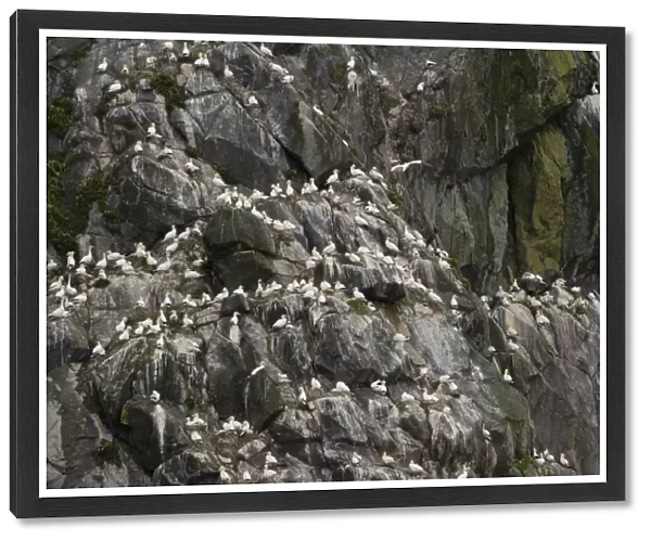 Northern Gannet (Morus bassanus) adults, group at nests on cliff in nesting colony, St