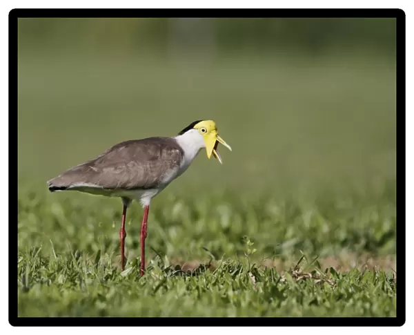 Masked Lapwing (Vanellus miles) adult, calling, standing in short grass field, Cairns, Queensland, Australia, September