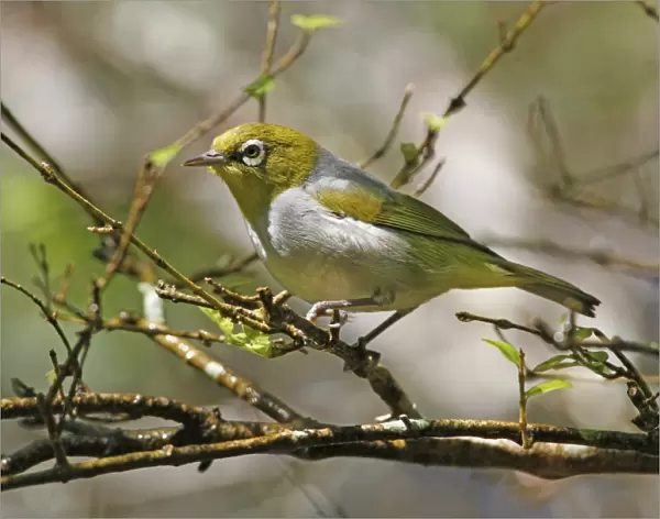 Silvereye (Zosterops lateralis) adult, perched on twig, Atherton Tableland, Great Dividing Range, Queensland