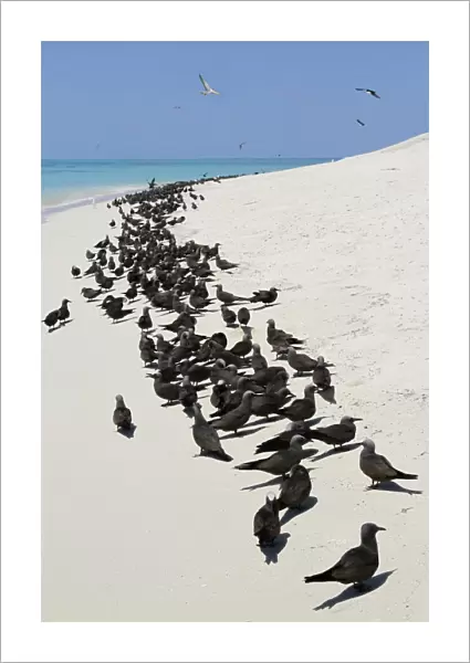Common Noddy (Anous stolidus) flock, colony standing on beach, Michaelmas Cay, Michaelmas and Upolu Cays N. P