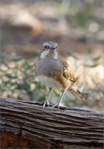 Chestnut-backed Quail-thrush (Cinclosoma castanotus) adult female, perched on log, Red Centre, Northern Territory