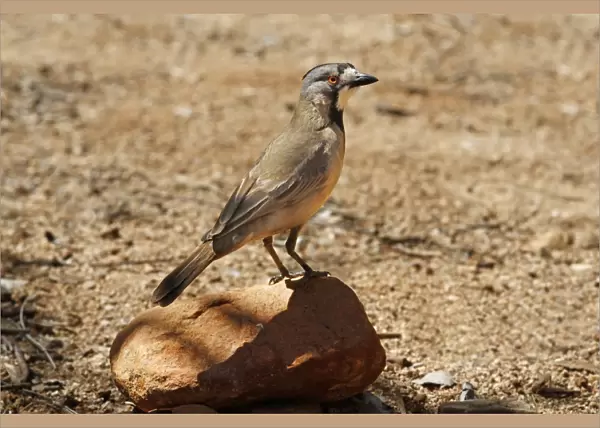 Crested Bellbird (Oreoica gutturalis) adult, perched on rock, Red Centre, Northern Territory, Australia, September