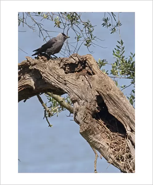Jackdaw (Corvus monedula) adult, perched in Olive (Olea europaea) near nest in cavity, Coto Donana, Andalucia, Spain