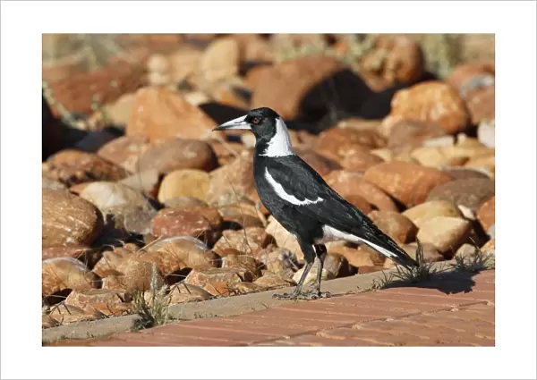 Australasian Magpie (Gymnorhina tibicen) adult, foraging on paved path, Red Centre, Northern Territory