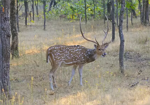 Spotted Deer (Axis axis) adult male, feeding in woodland, Bandhavgarh N. P. Madhya Pradesh, India, December